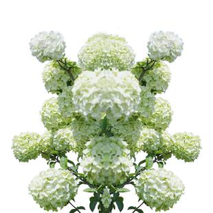 虹越中华木绣球花盆栽玛丽弥尔顿斗球老桩欧洲木大苗庭院花卉植物