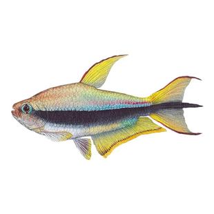 彩虹帝王灯鱼三叉尾小型热带鱼黄金黑帝王灯草缸群游鱼淡水蓝国王