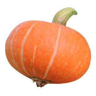 红贝贝南瓜种苗板栗南瓜秧苗四季高糖甜春夏子种盆栽蔬菜种子农家