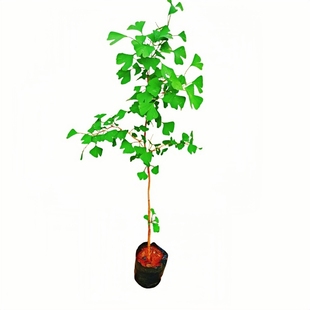 盆栽银杏树庭院绿化风景树杯苗白果树耐寒落叶乔木别墅门前旺宅树