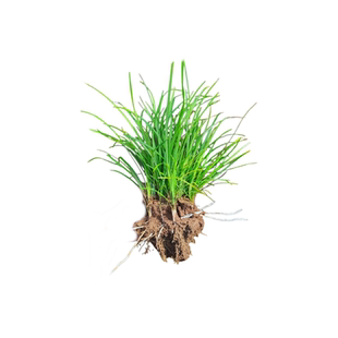 细叶麦冬草沿阶草四季常青耐寒耐阴免修剪草坪苗绿植地被花园植物