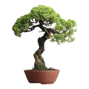 进口日本宫阪系鱼川真柏老桩小叶原生嫁接盆景柏树盆栽济州柏崖柏