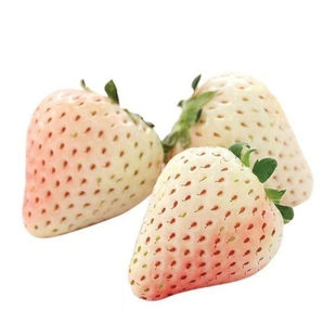 【JD送货上门】新鲜孕妇水果礼盒装淡雪白草莓现摘现发奶油白草莓