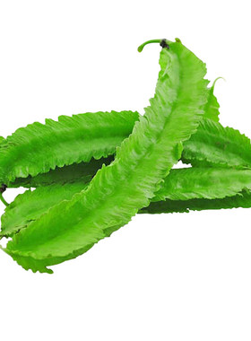 海南特色庭院春四季豆菜豆四角豆