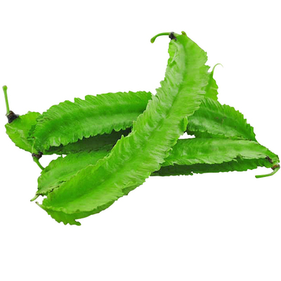 海南特色庭院春四季豆菜豆四角豆