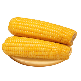 白黄玉米棒 1号玉米东北冷冻粘糯玉米甜粘新鲜糯玉米40根18-20cm