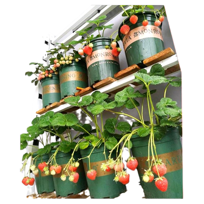 盆栽草莓带盆带土四季结果苗奶油