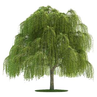 黄金柳金丝柳树树苗子垂柳行道庭院大树园林风景绿化盆栽河边倒柳