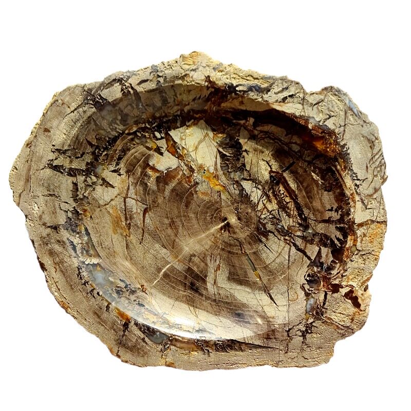 奇石观赏石模树石燕子石贝壳菊石树叶树化玉树化石精品烟灰缸3655