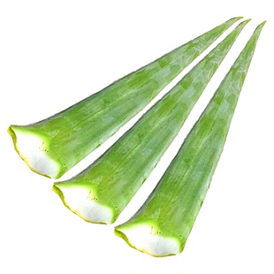 可食用芦荟库拉索芦荟鲜叶片美容院美容灌肤专用可以吃的芦荟盆栽