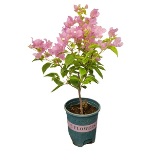 勤花三角梅橙粉公主顽皮爬藤植物盆栽带花盆客厅庭院四季开花包邮