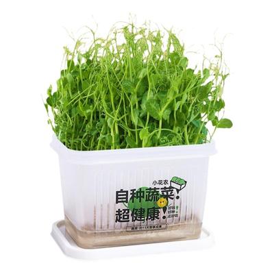 2025新种子100%发芽小花农正品