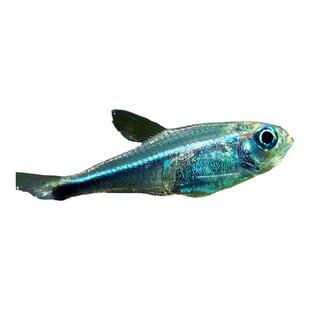 蓝线精灵鱼热带鱼梅塔蓝线灯精灵蓝线南美草缸小型淡水观赏鱼活体