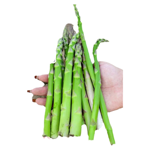 芦笋种子进口绿芦笋根苗四季种植蔬菜之王抗热耐寒高营养蔬菜种子