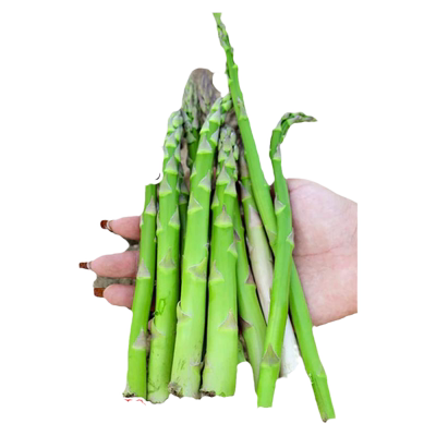 芦笋四季种植抗热耐寒高营养种子