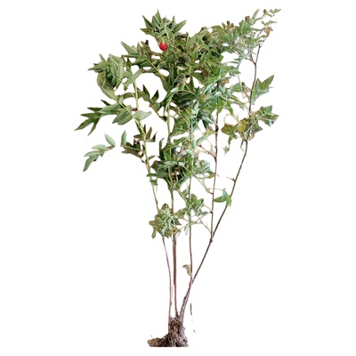 野生蓬蘽三月泡树莓苗根盆栽阳台水果空心泡苗好养易活的绿植刺莓