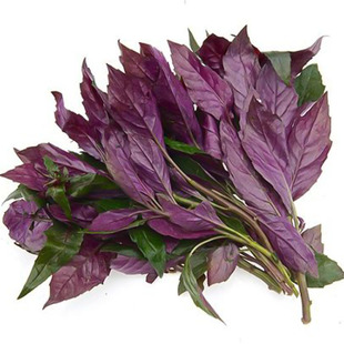 紫背天葵苗红背菜观音菜苗紫种籽明月草神仙草金鸡毛菜血皮菜菜籽