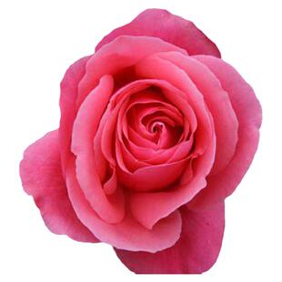 月季盆栽花苗特大月季花开花浓香大花四季巨型玫瑰花大朵绯扇粉扇