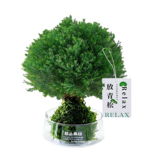 【放青松】雾凇苔藓球办公室内客厅创意工位绿植懒人好养桌面摆件