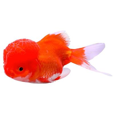 红国狮观赏鱼冷水鱼好养耐活金鱼