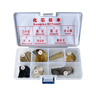 地质队野外采集7种化石标本中小学生用科学课教学科普科学教具