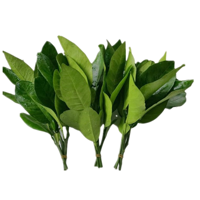新鲜柚子叶黄皮叶广东发货