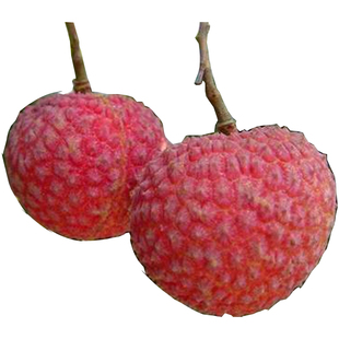 荔枝树苗新品种荔枝大树仙进奉荔枝冰荔枝桂味荔枝树庭院南方种植