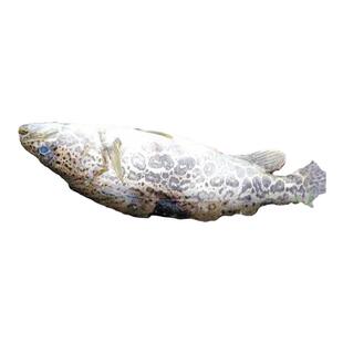 顺丰快递新鲜桂鱼鳜鱼贵鱼冰冻水产桂花鱼生鲜宰杀发货 活鱼运输