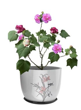 三醉芙蓉变色重瓣木芙蓉花苗好养