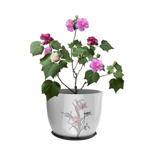 当年开花盆栽重瓣醉芙蓉花苗 木芙蓉 三醉芙蓉变色耐寒室内外绿化