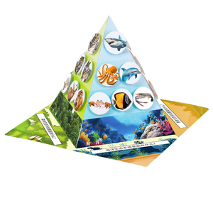 科趣生物diy食物链金字塔科学