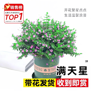 满天星盆栽带花苞客厅阳台室内外网红四季开花绿植物好养易活花卉