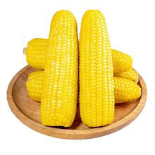 辰旭稼禾！东北黄糯玉米8棒