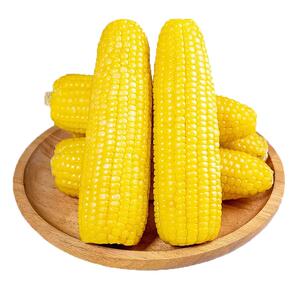 辰旭稼禾！东北黄糯玉米8棒