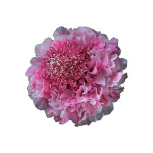 进口切花松虫草种子春季四季室外花园露台多年生宿根花卉种子花籽