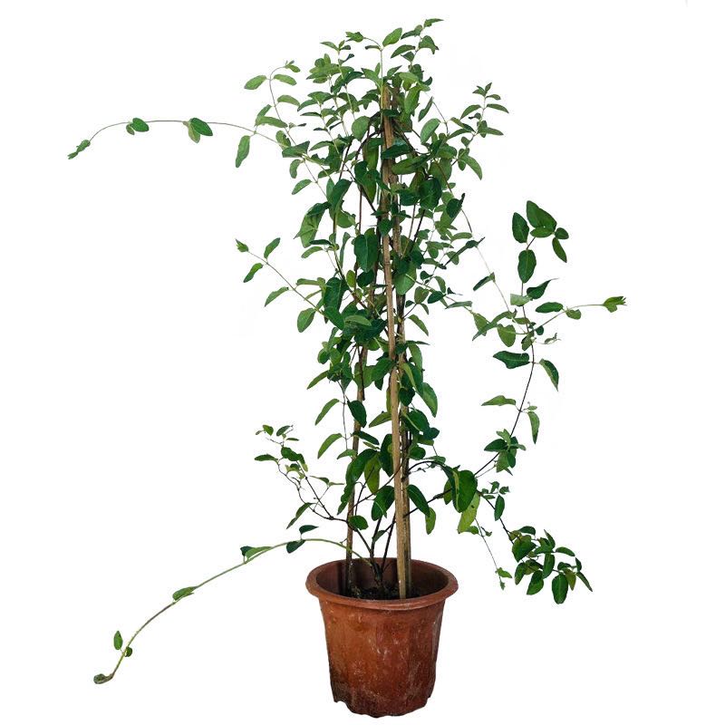 黄白金银花树苗盆栽老桩爬藤植物药用阳台庭院爬墙鸳鸯藤四季开花