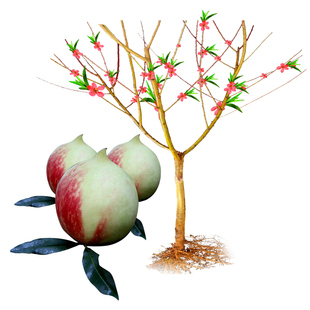 【两年苗】正宗广东河源鹰嘴桃苗连平上坪嫁接苗南方种植果苗