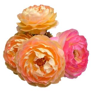 浩田花苑【罗斯曼尼詹森】盆栽大灌木庭院花园盆栽观花绿植花卉