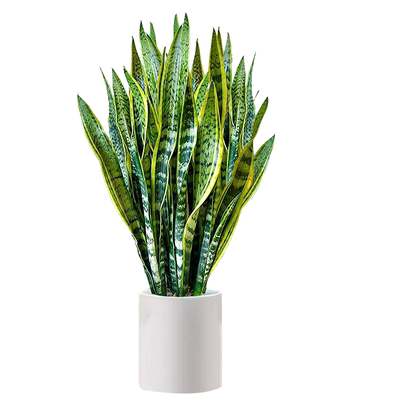 金边虎皮兰大型绿植耐旱好养易活