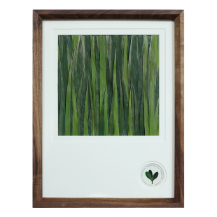 种籽造物®一叶成林春和植物标本挂画手工押花北欧装饰画组画