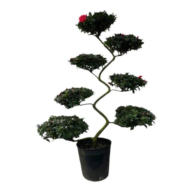 造型杜鹃花盆栽室外绿植小桃红