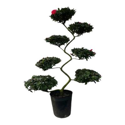 造型杜鹃花盆栽室外绿植小桃红