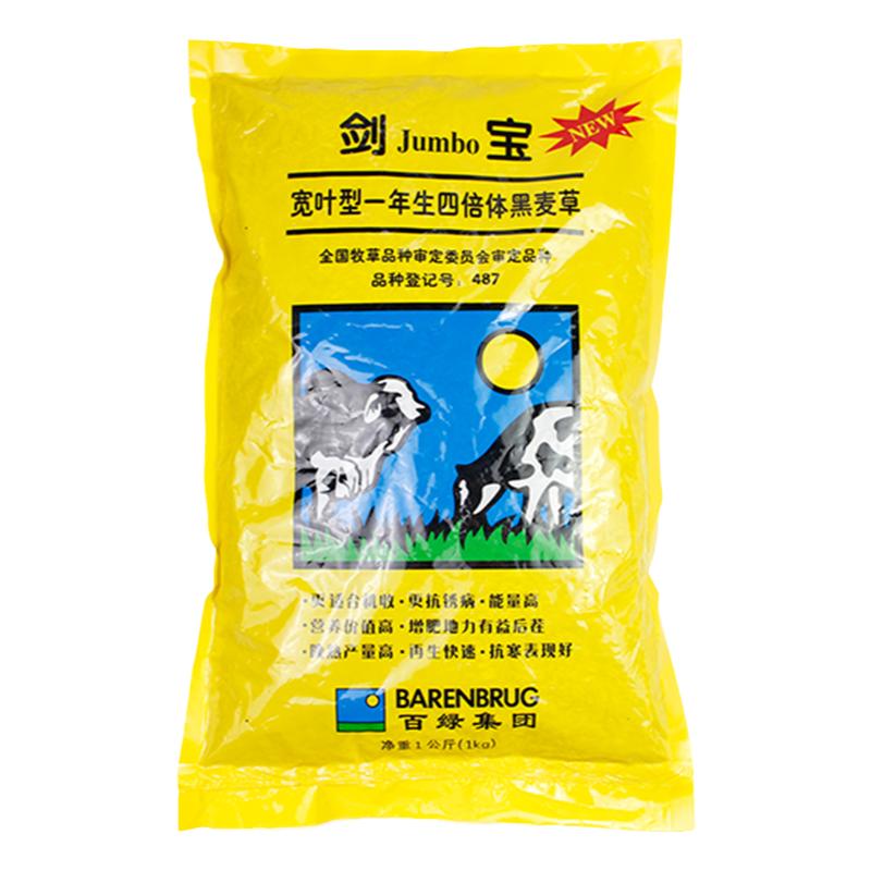 百绿四倍体黑麦草种籽子种四季多年生牧草种子草籽养殖草种四季青