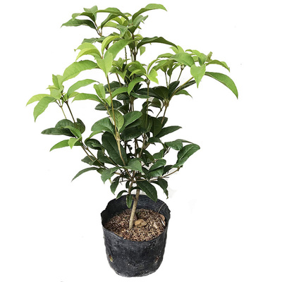 浓香型桂花树苗阳台盆栽