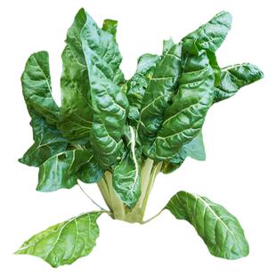 牛皮菜种子种籽莙荙菜重庆厚皮根达菜籽种孑菜籽青菜四季君达菜种