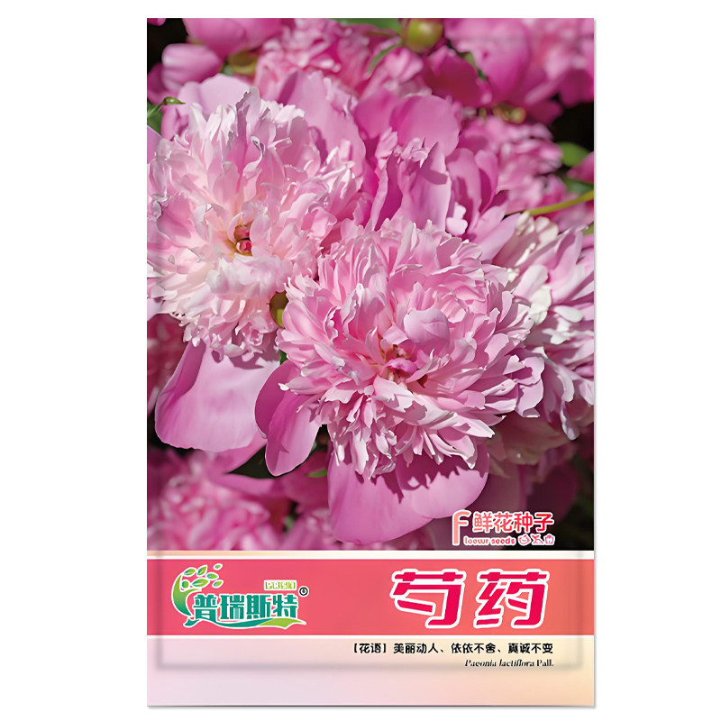 重瓣芍药花种子鲜花种子