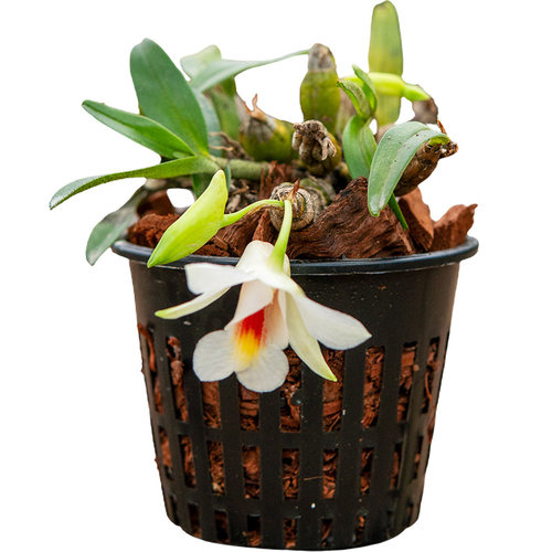 匠人花圃喉红石斛夏季开花小巧桌面好养植物盆栽矮石斛有香雨林缸