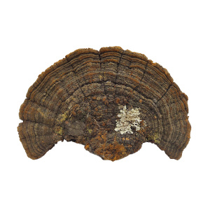 松针层孔菌250g西藏松针松树桑黄新货整枝切片真菌林芝菌小兴安岭