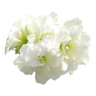 毕加索朱顶红种球进口可盆栽地栽花园艺土培四季花卉滑稽花边石竹