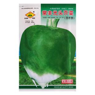 光头芥菜种子特大辣疙瘩种籽芥菜种籽四川辣菜四季蔬菜孑子大头菜
